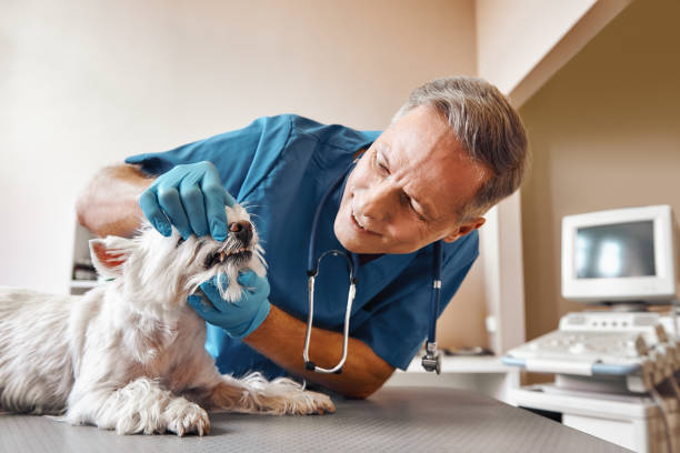 Best Emergency Dentist Open Today  in Linganore, MD